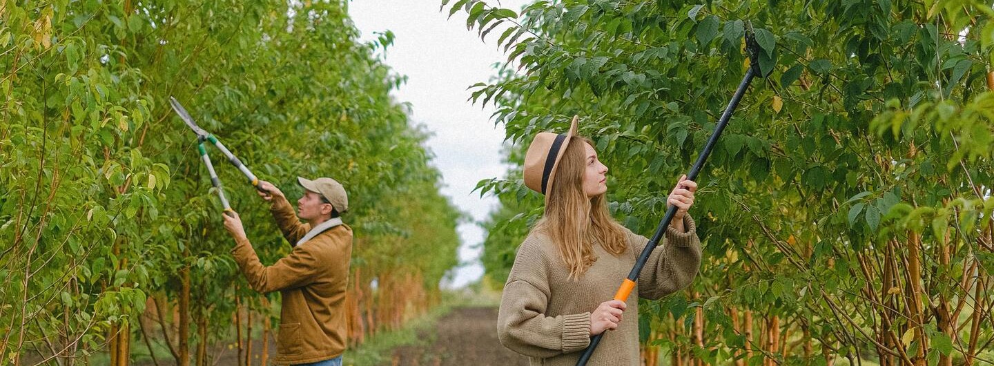 Obstgehölzpfleger Ausbildung: Ein Mann und eine Frau schneiden Bäume zurück.