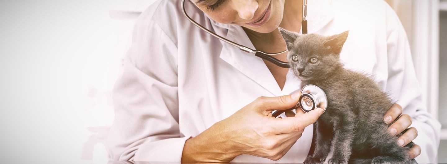 Tiermedizin Studium: Tierarzt werden