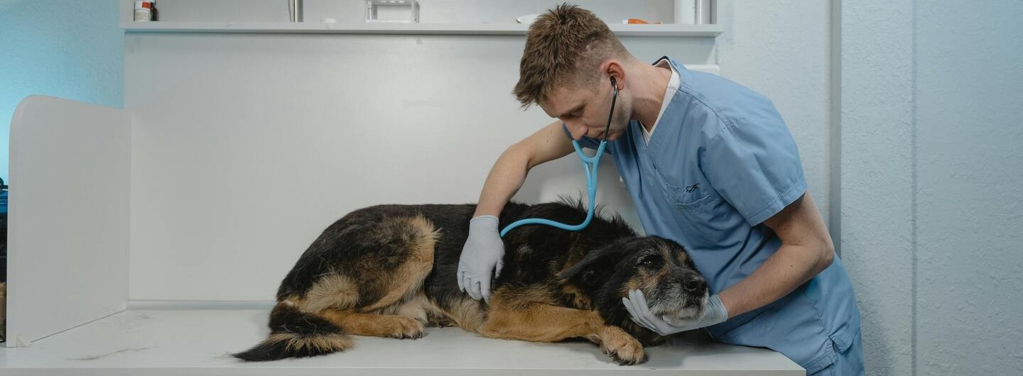 Mit Tieren arbeiten: Dein Weg zu einer erfüllenden Karriere